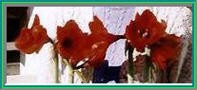 AMARILIS