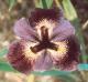 voodoo-POVE�AJ