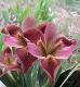 RedPepper-POVE�AJ