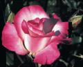fragrantplum